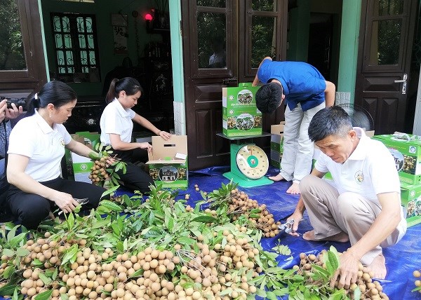 Hưng Yên: nhãn Khoái Châu đảm bảo chất lượng để tiêu thụ (24/08/2022)